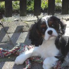 Cavalier king charles spaniel Cavanuggis Sille