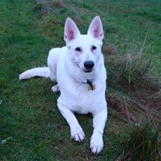 Hvid schæfer Truntemusen