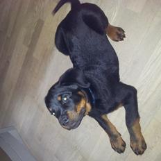 Rottweiler Zeus