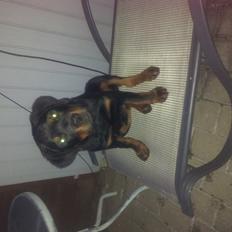 Rottweiler Zeus
