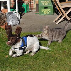 Engelsk springer spaniel Hannibal<3