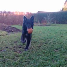 Blanding af racer Blackie