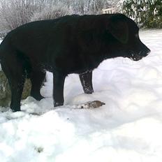 Labrador retriever Luna