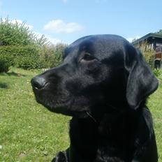 Labrador retriever Luna