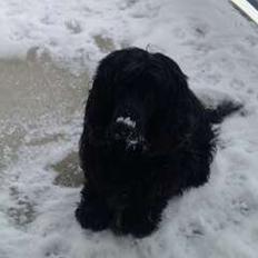Cocker spaniel Tilde