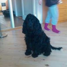 Cocker spaniel Tilde