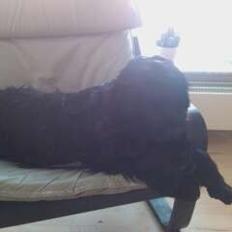 Cocker spaniel Tilde