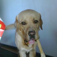Labrador retriever Thor