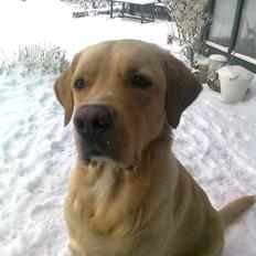 Labrador retriever Thor
