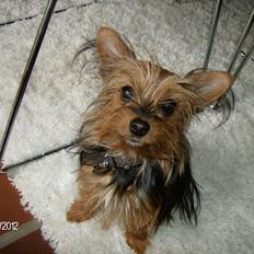 Yorkshire terrier Chili