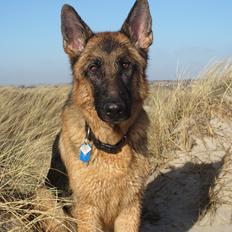 Schæferhund Kiba (Sandkærgårds Klodo)