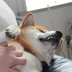 Shiba Gizmo