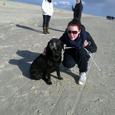 Labrador retriever Siggi