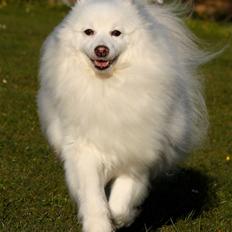 Japansk spids Bamse (1998-2013)