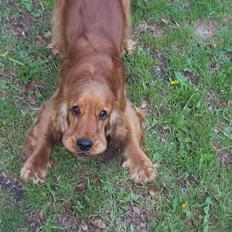 Cocker spaniel Charlie