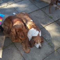 Cocker spaniel Charlie