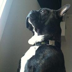 Fransk bulldog Rocco