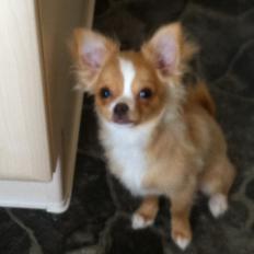Chihuahua Kaysar