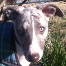 Whippet Bailey