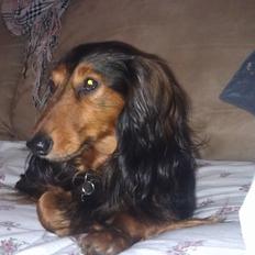 Gravhund Trold