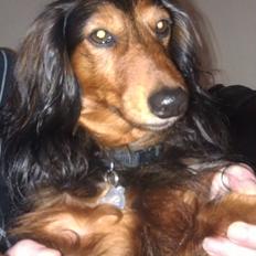 Gravhund Trold