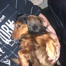 Gravhund Trold