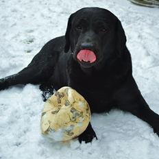Labrador retriever Athos RIP