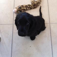 Cocker spaniel Baloo