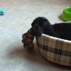 Cocker spaniel Baloo