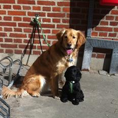 Cocker spaniel Baloo