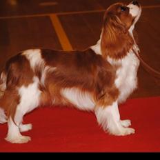 Cavalier king charles spaniel Longbody´s Made For Mirror - Mascha