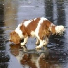 Cavalier king charles spaniel Longbody´s Made For Mirror - Mascha