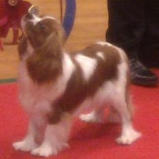 Cavalier king charles spaniel Longbody´s Made For Mirror - Mascha