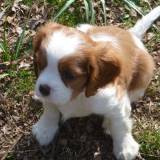 Cavalier king charles spaniel Aimee