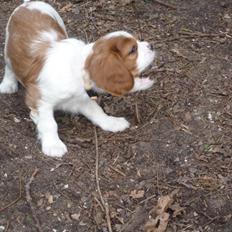 Cavalier king charles spaniel Aimee