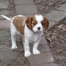 Cavalier king charles spaniel Aimee
