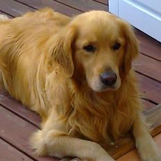 Golden retriever Nikki