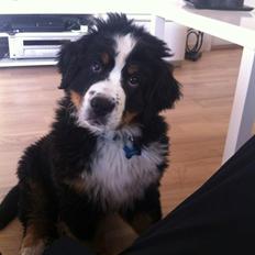 Berner sennenhund Kato