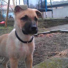 Blanding af racer oskar