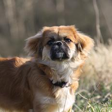 Tibetansk spaniel / Pekingeser - Kelly