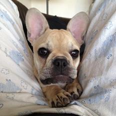 Fransk bulldog Foxi