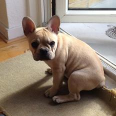 Fransk bulldog Foxi