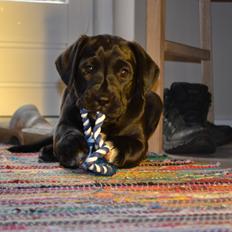 Blanding af racer Bell (labrador/boxer)