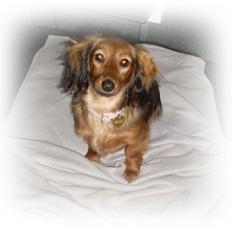 Dværggravhund Mille