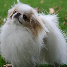 Japanese lille måsen mala