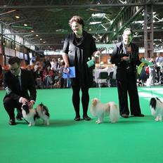 Japanese lille måsen mala