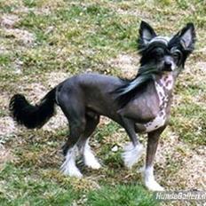 Chinese crested hårløs Kala