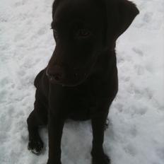 Labrador retriever Emma