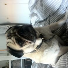Mops Ozzy