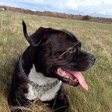 Staffordshire bull terrier Enodden's For Your Eyes Only "Francis"